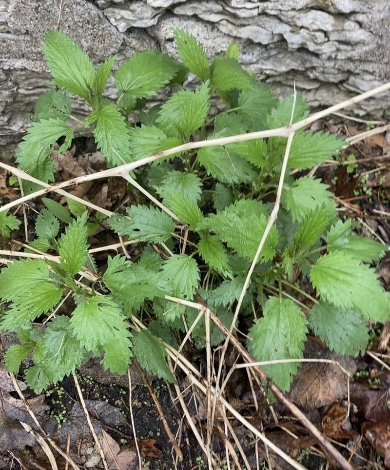 Urtica gracilis subsp. gracilis photo 7