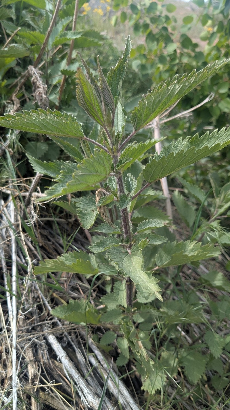 Urtica gracilis subsp. gracilis photo 8