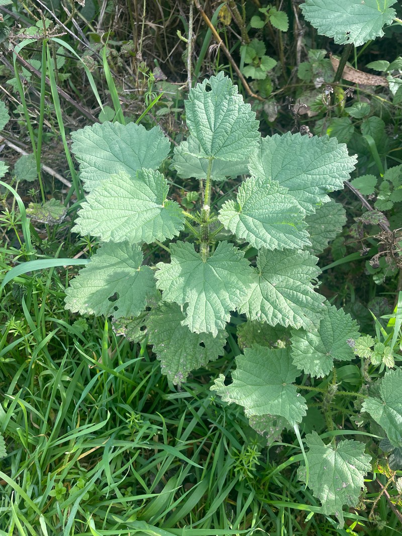 Urtica gracilis subsp. holosericea