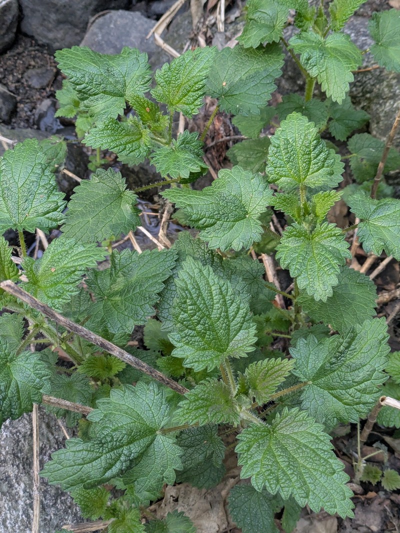 Urtica gracilis subsp. holosericea photo 2