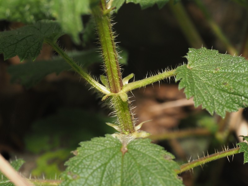 Urtica gracilis subsp. holosericea photo 3