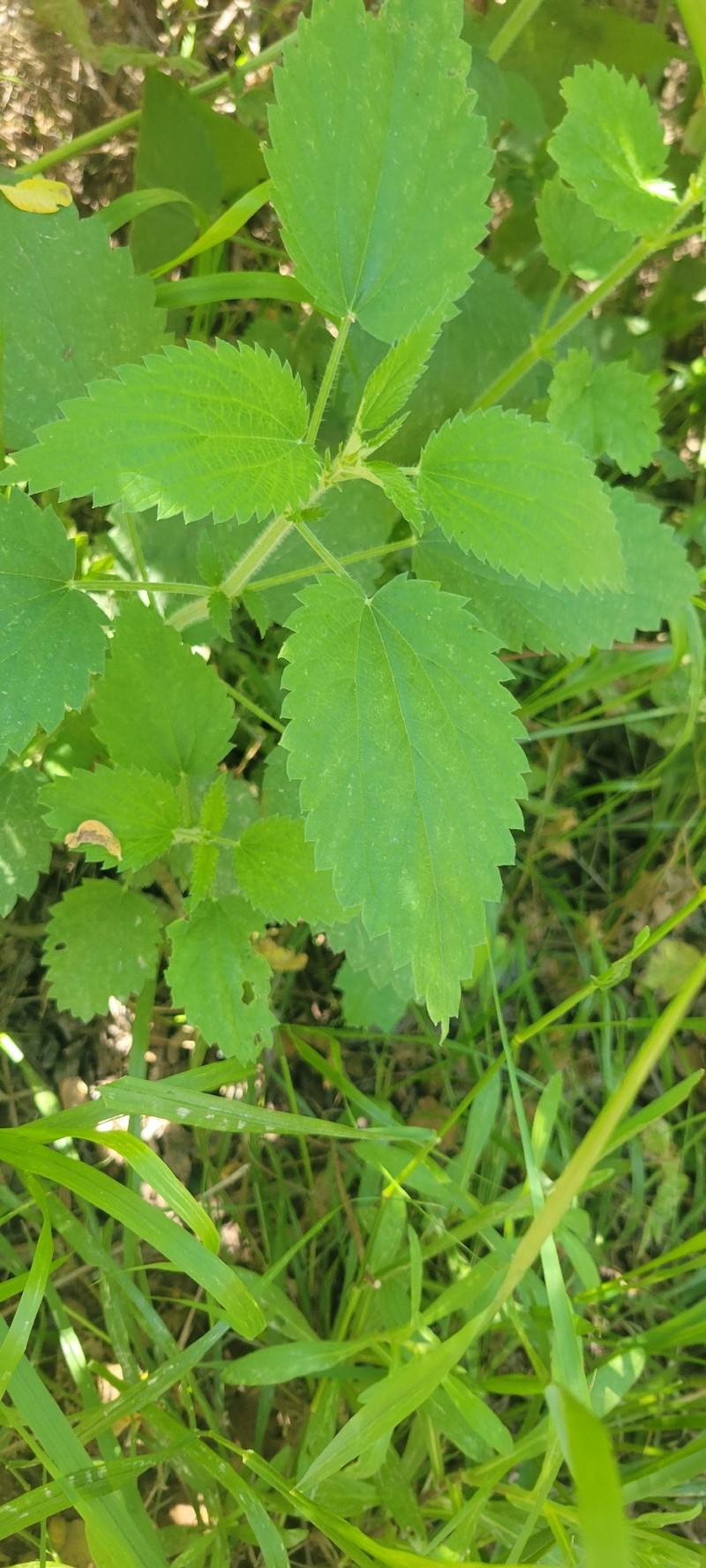 Urtica gracilis subsp. holosericea photo 4