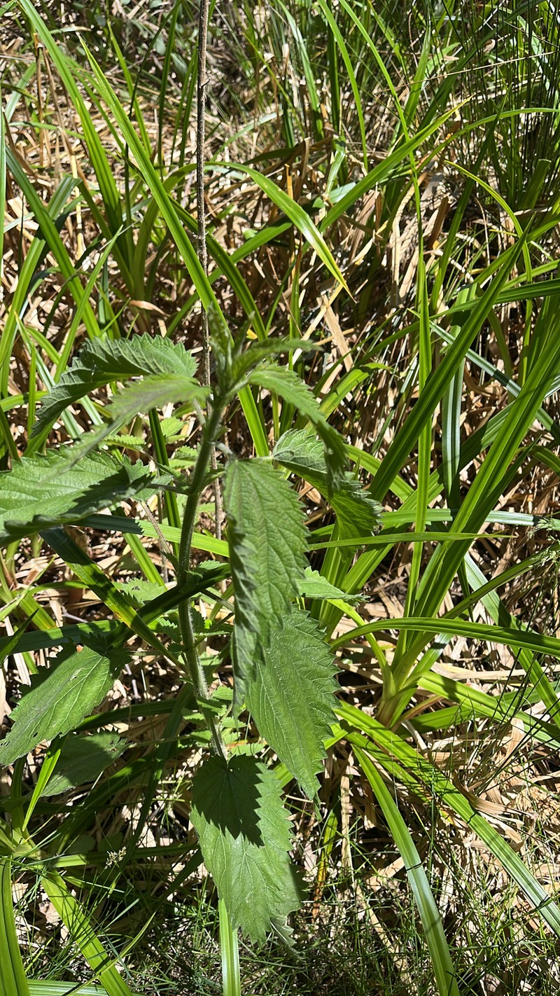Urtica gracilis subsp. holosericea photo 5