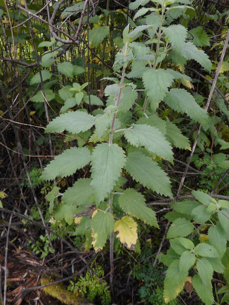 Urtica gracilis subsp. holosericea photo 6