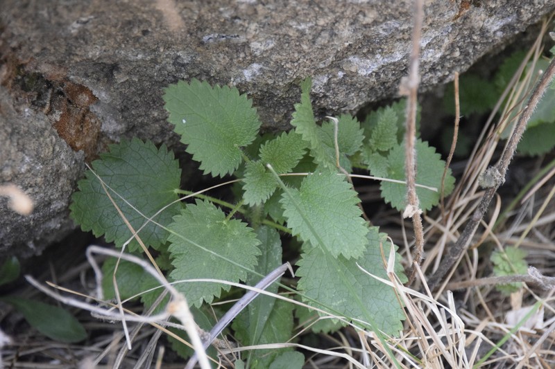 Urtica gracilis subsp. holosericea photo 7