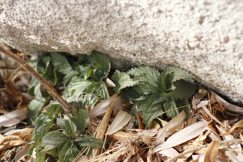 Urtica gracilis subsp. holosericea photo 8