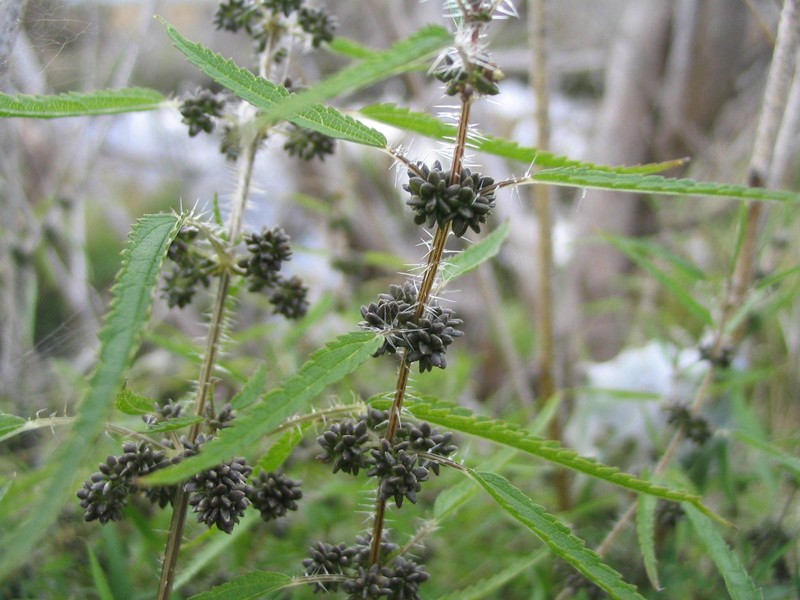 Urtica perconfusa