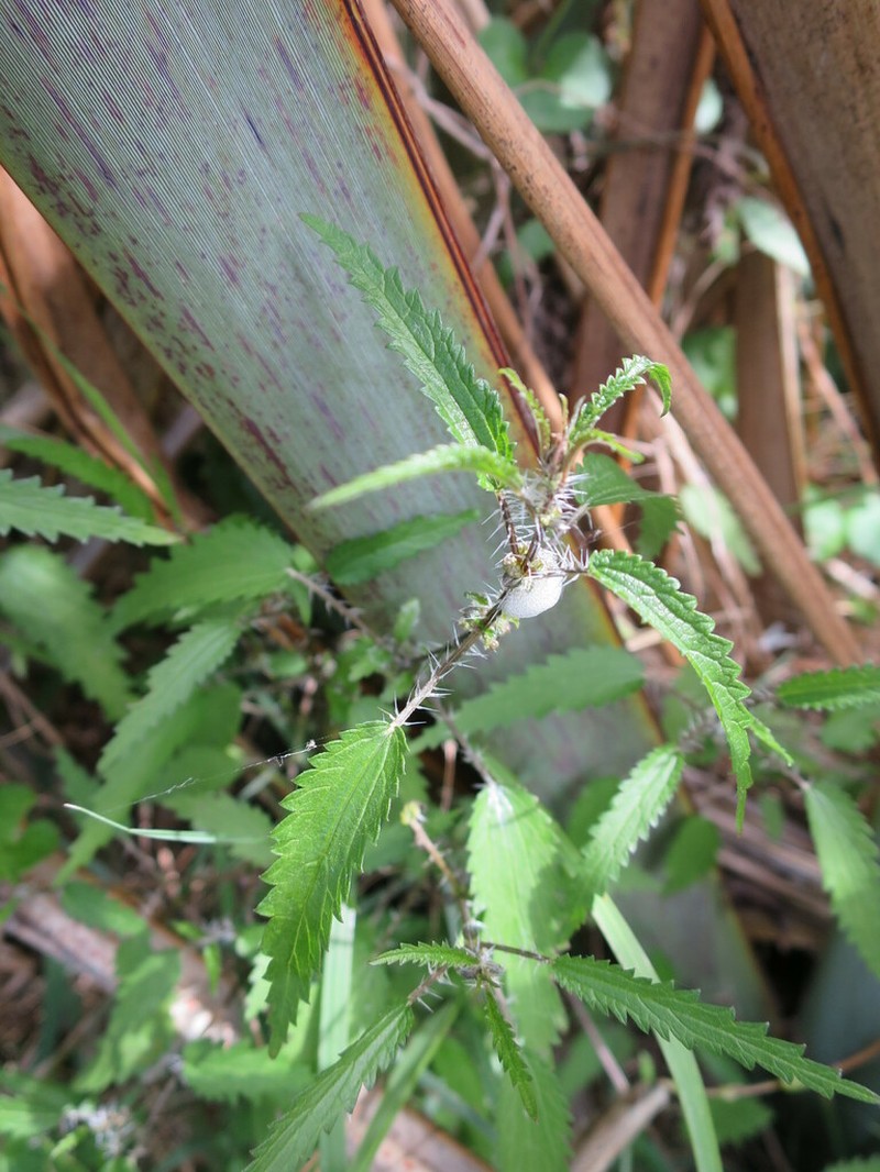 Urtica perconfusa photo 2