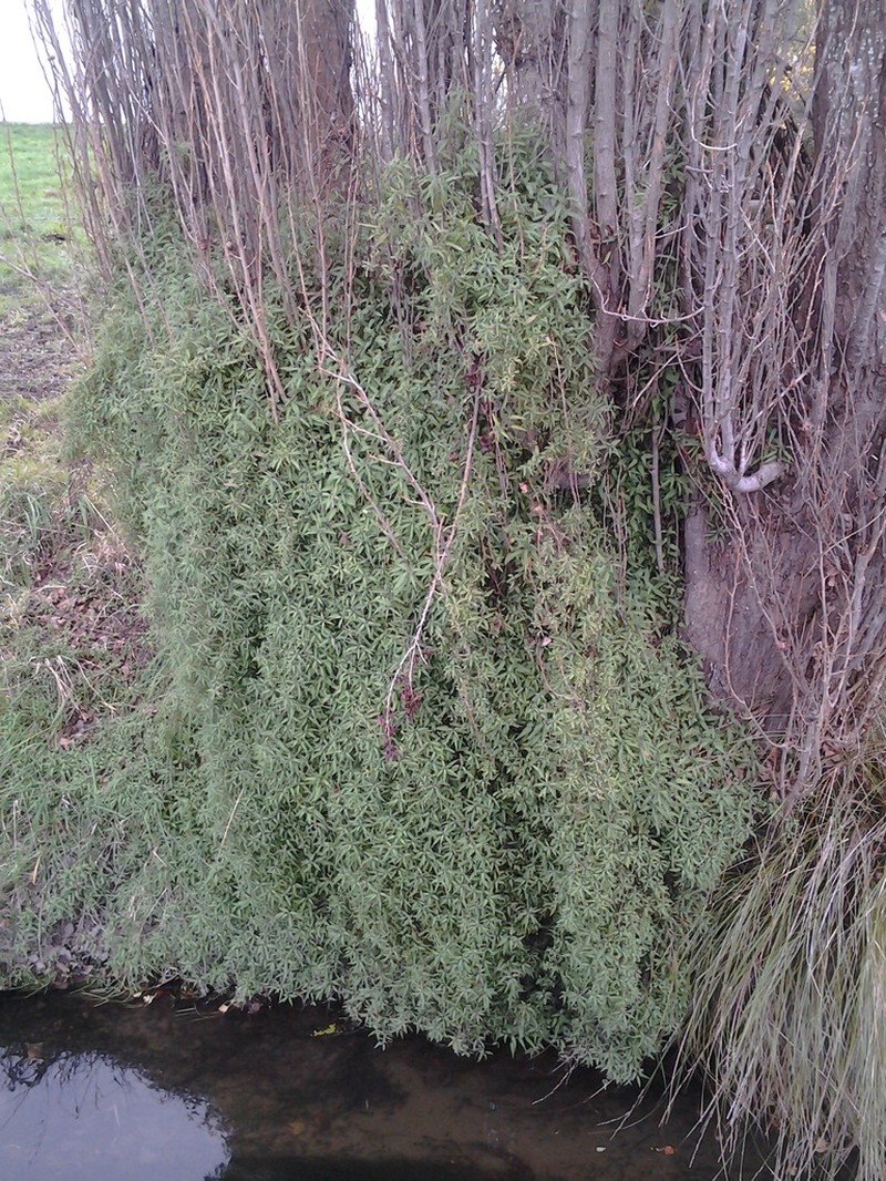 Urtica perconfusa photo 3