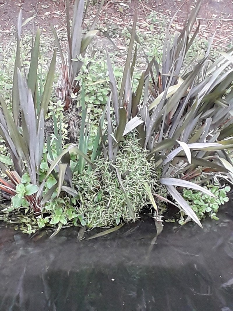 Urtica perconfusa photo 4