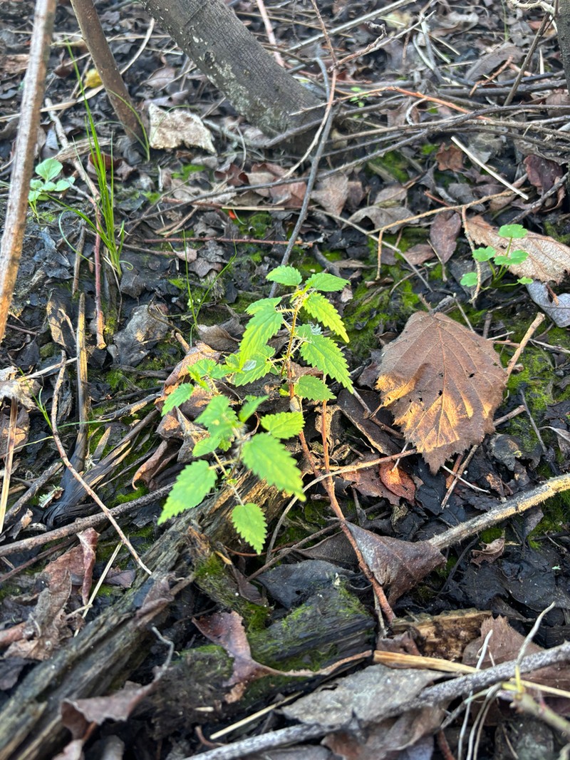 Urtica perconfusa photo 5