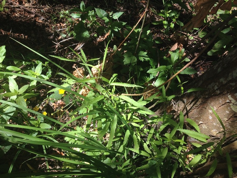 Urtica perconfusa photo 6
