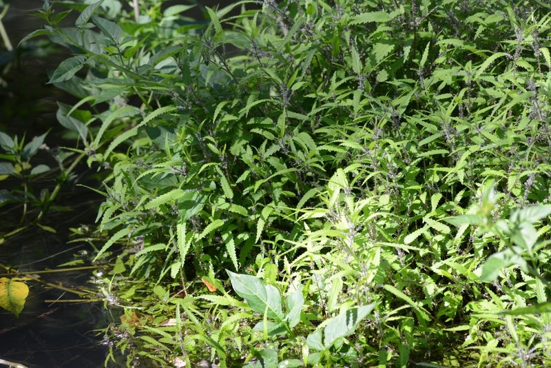 Urtica perconfusa photo 7