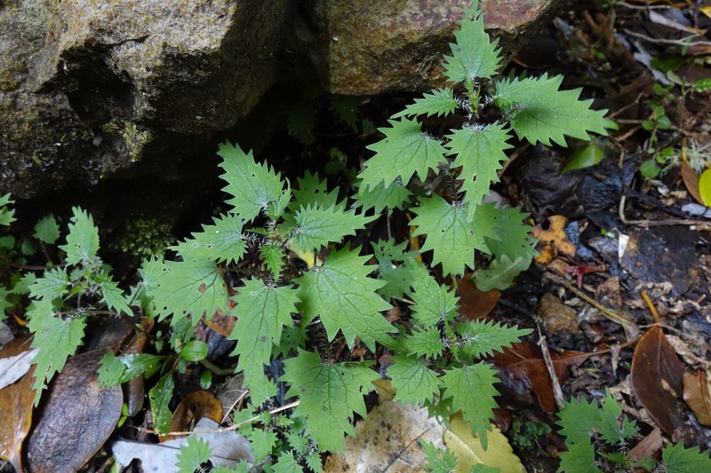 Urtica sykesii