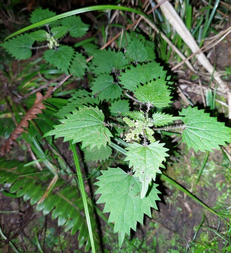 Urtica sykesii photo 2
