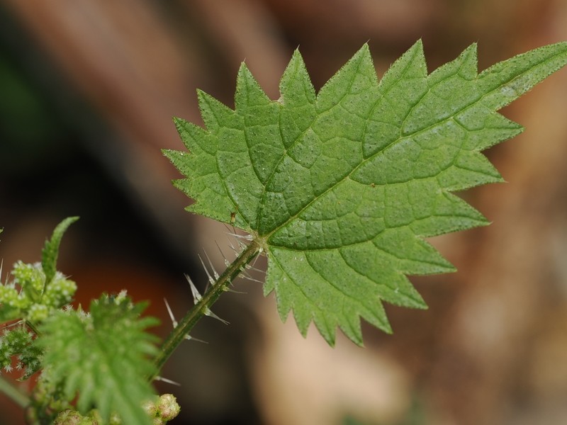 Urtica sykesii photo 3