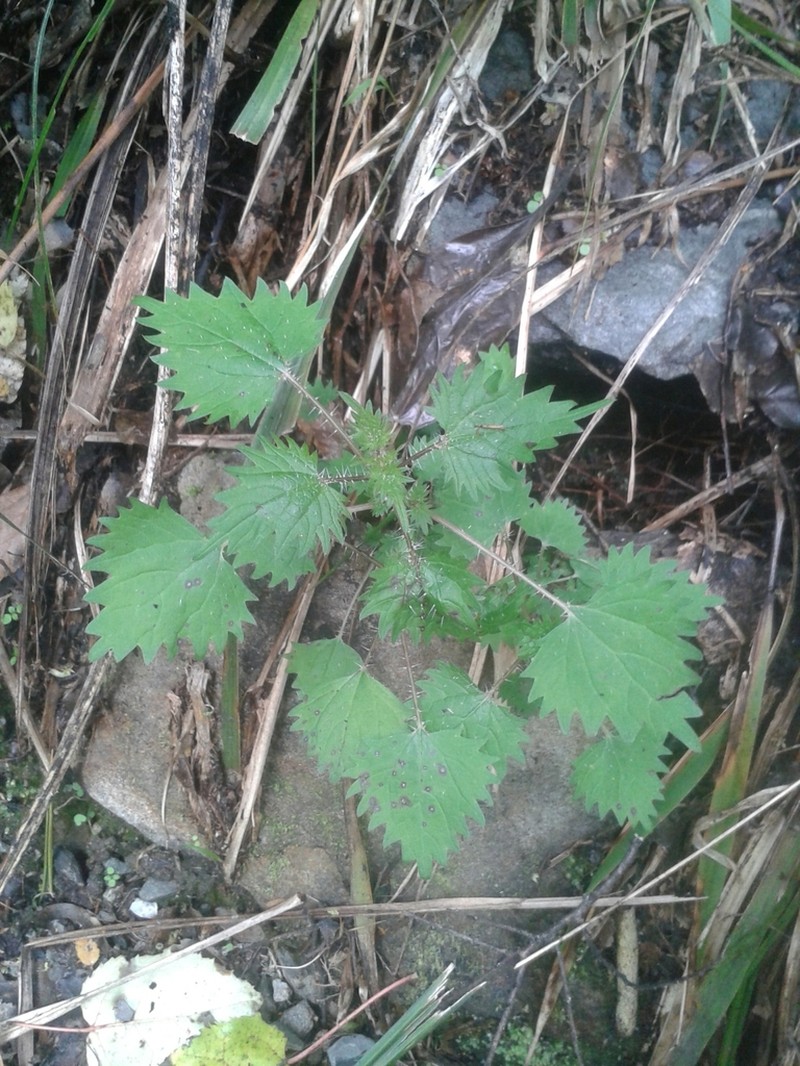 Urtica sykesii photo 4
