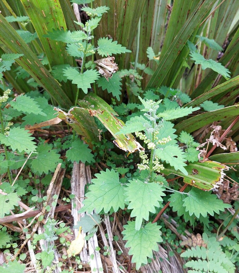 Urtica sykesii photo 5