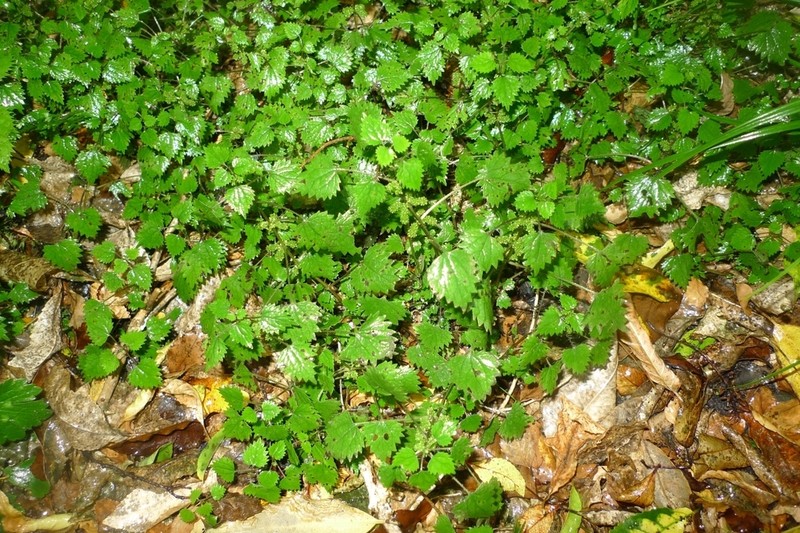 Urtica sykesii photo 6