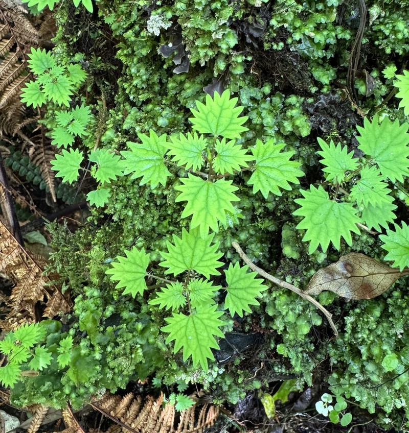 Urtica sykesii photo 7