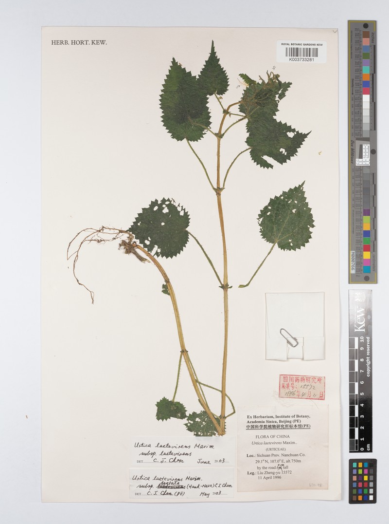 Urtica thunbergiana subsp. dentata