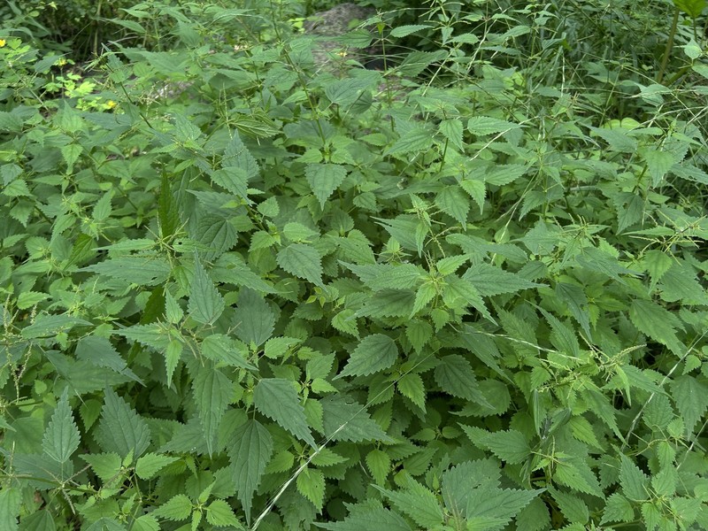 Urtica thunbergiana subsp. thunbergiana