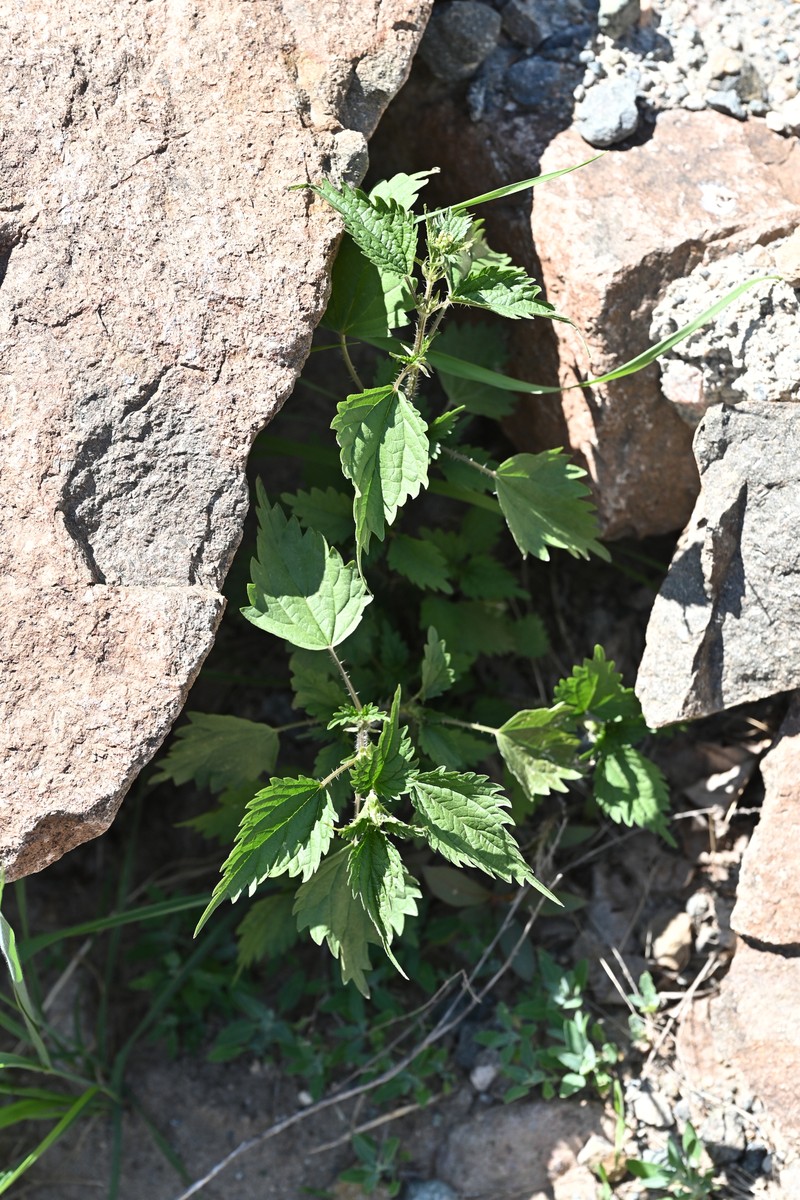 Urtica thunbergiana subsp. thunbergiana photo 2