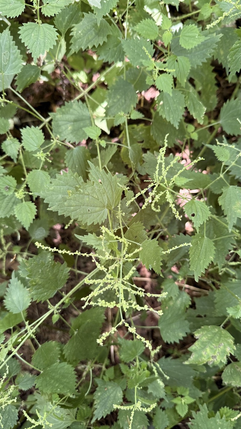 Urtica thunbergiana subsp. thunbergiana photo 3