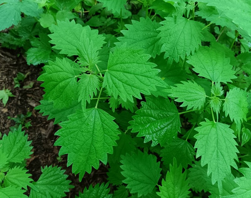 Urtica thunbergiana subsp. thunbergiana photo 4