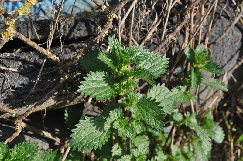 Dwarf Nettle photo 4