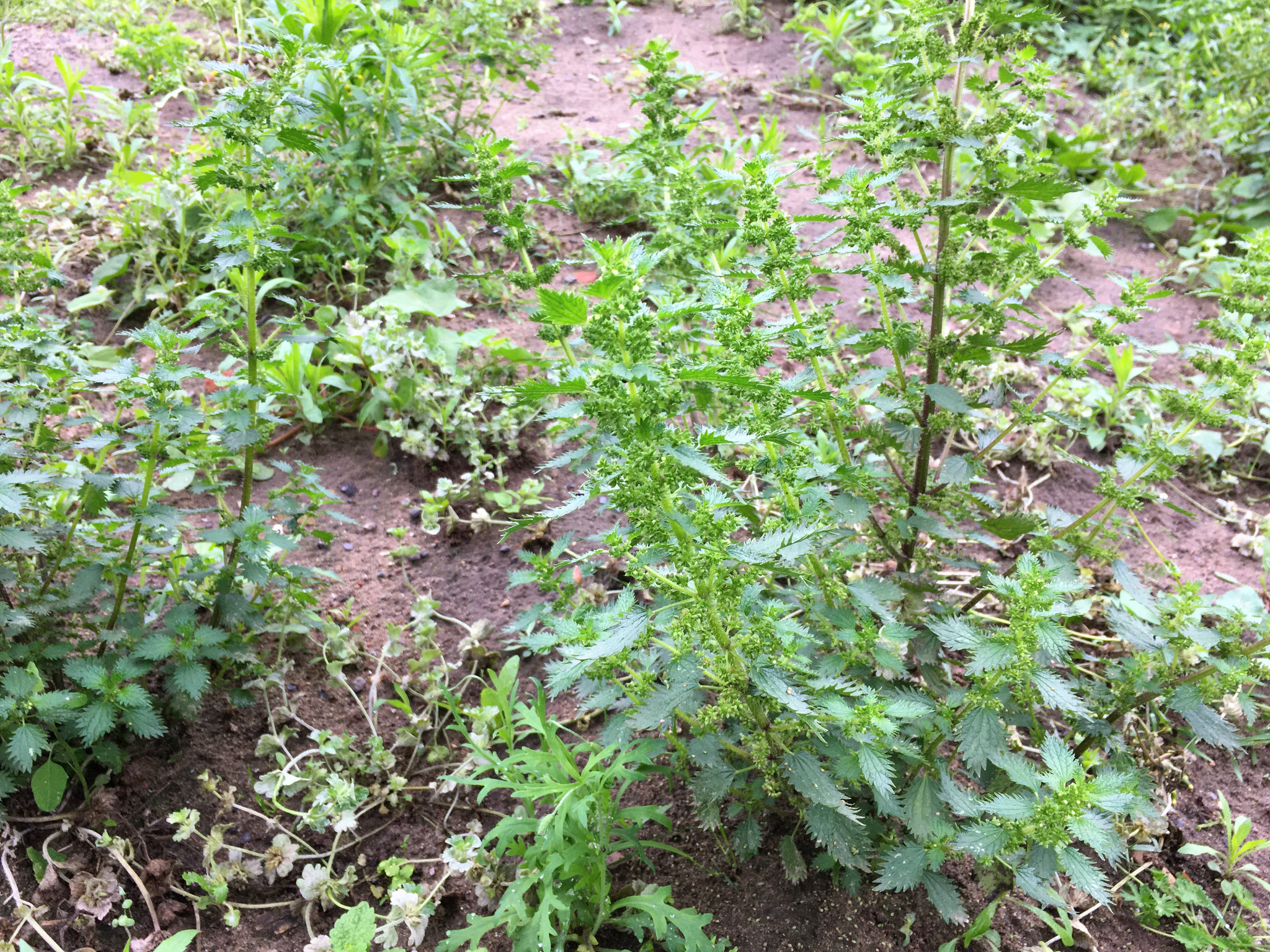 Dwarf Nettle photo 5