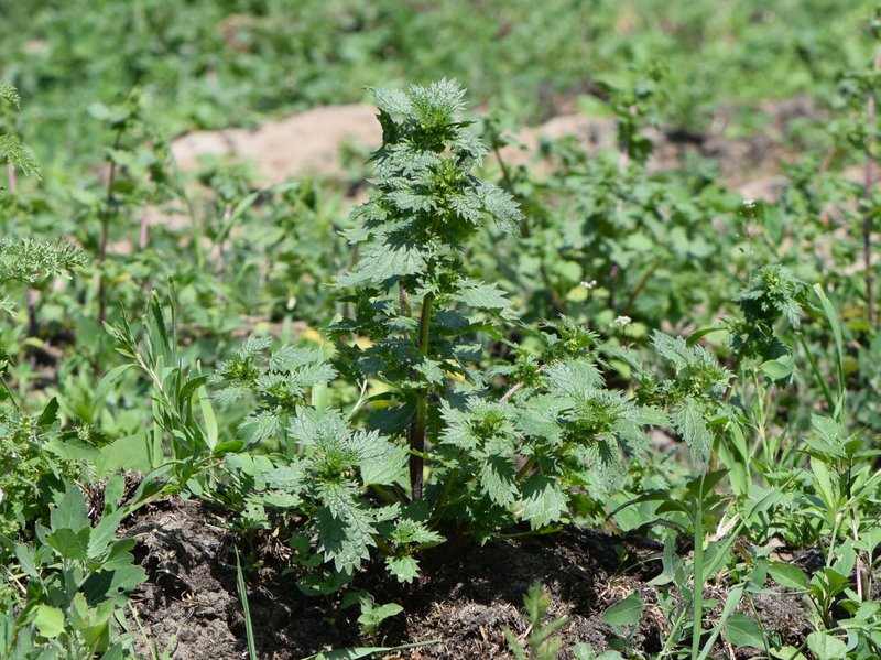 Dwarf Nettle photo 6