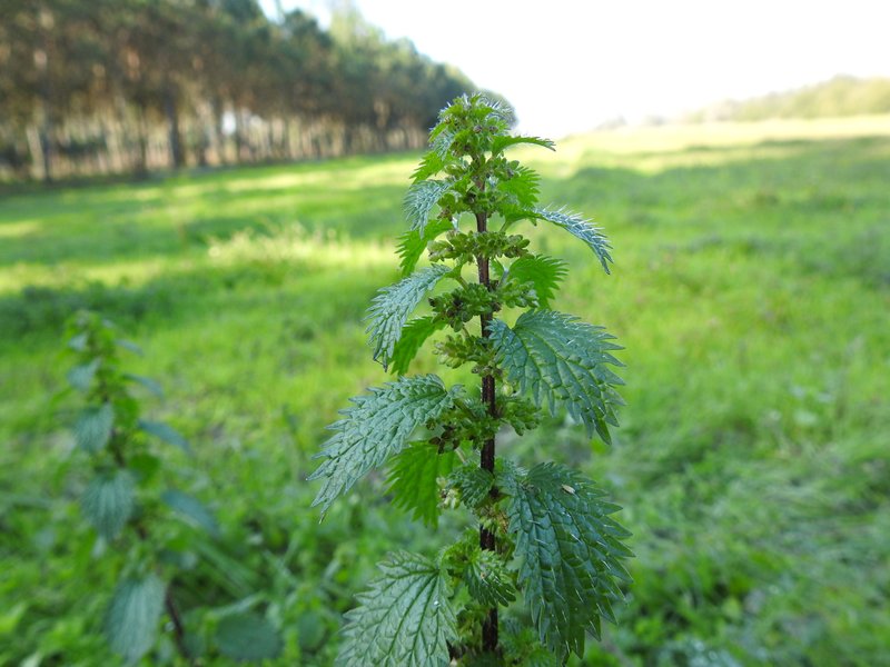 Dwarf Nettle photo 7