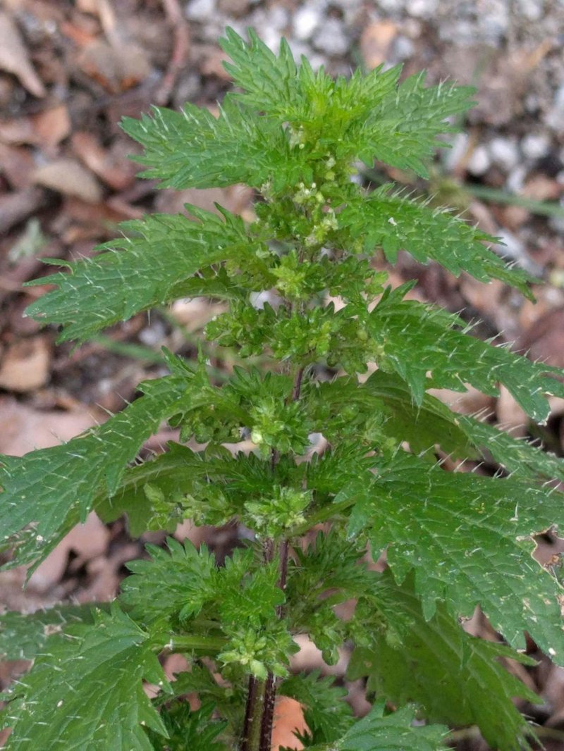 Dwarf Nettle photo 8