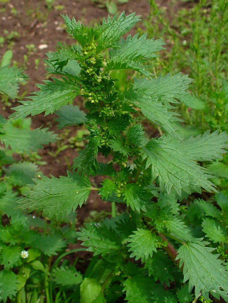 Dwarf Nettle