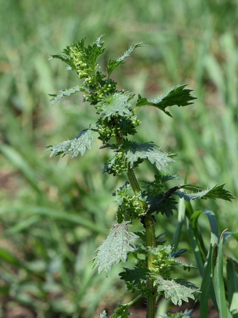 Dwarf Nettle photo 2