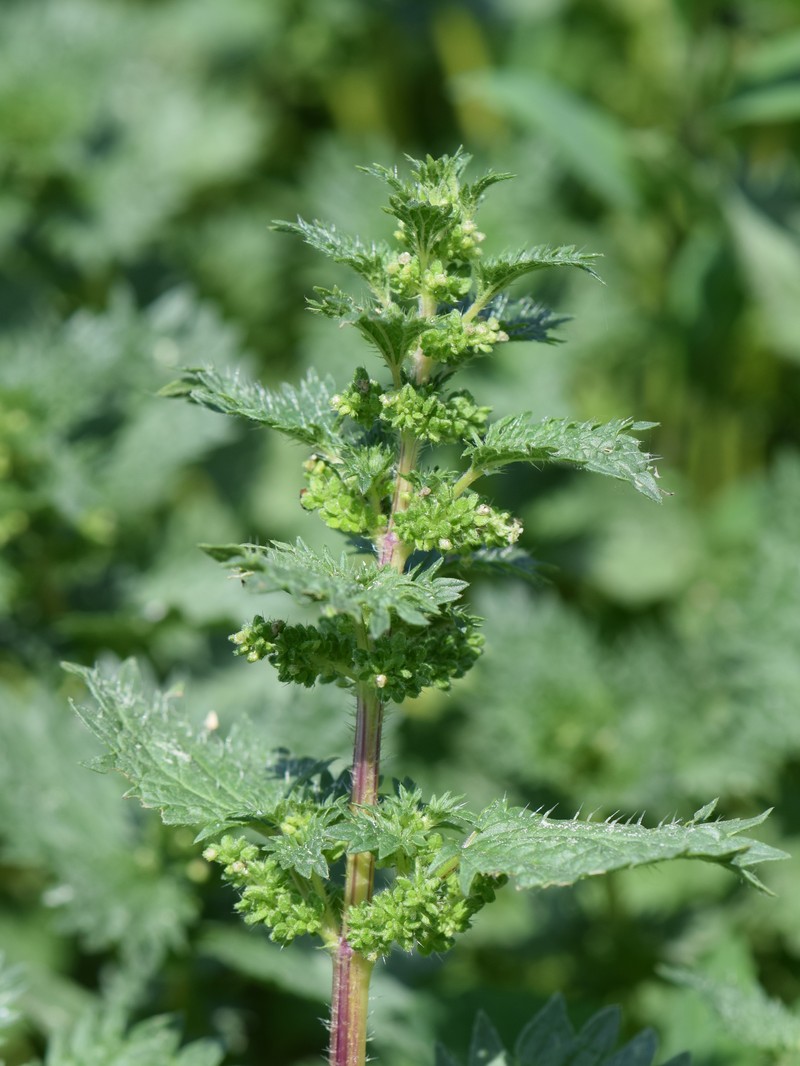 Dwarf Nettle photo 3