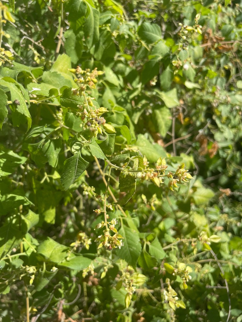Apaac photo 5