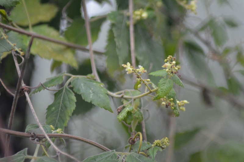 Apaac photo 7