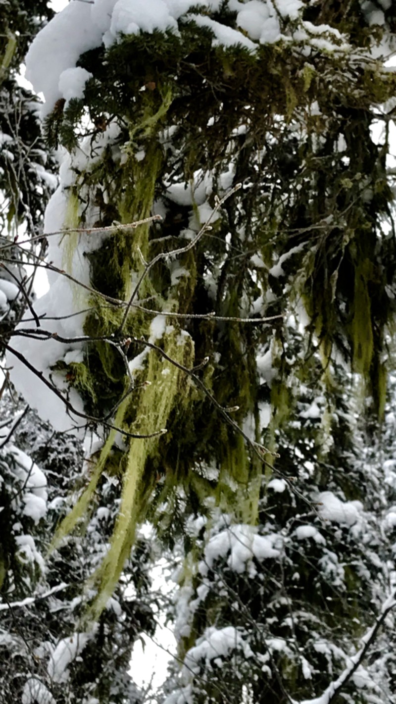 Alpine Beard Lichen
