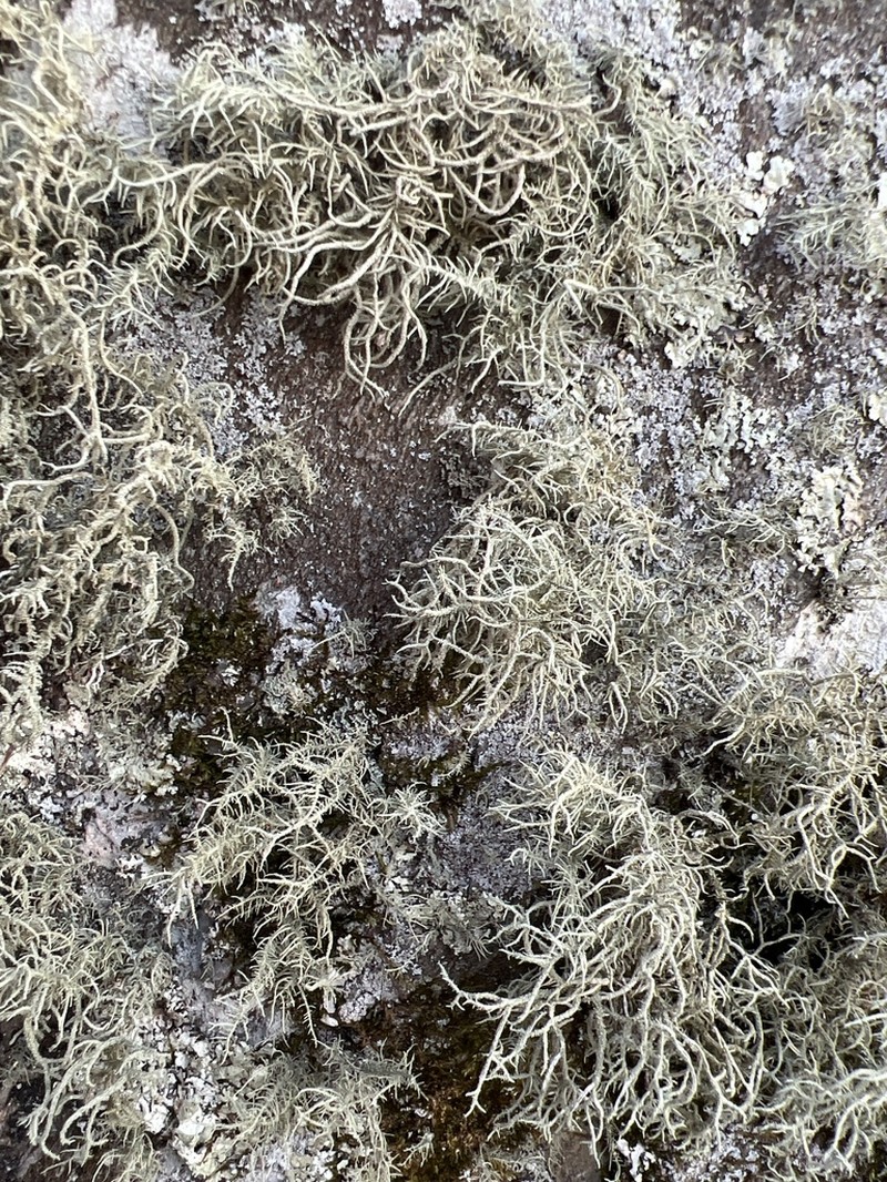 Usnea amblyoclada