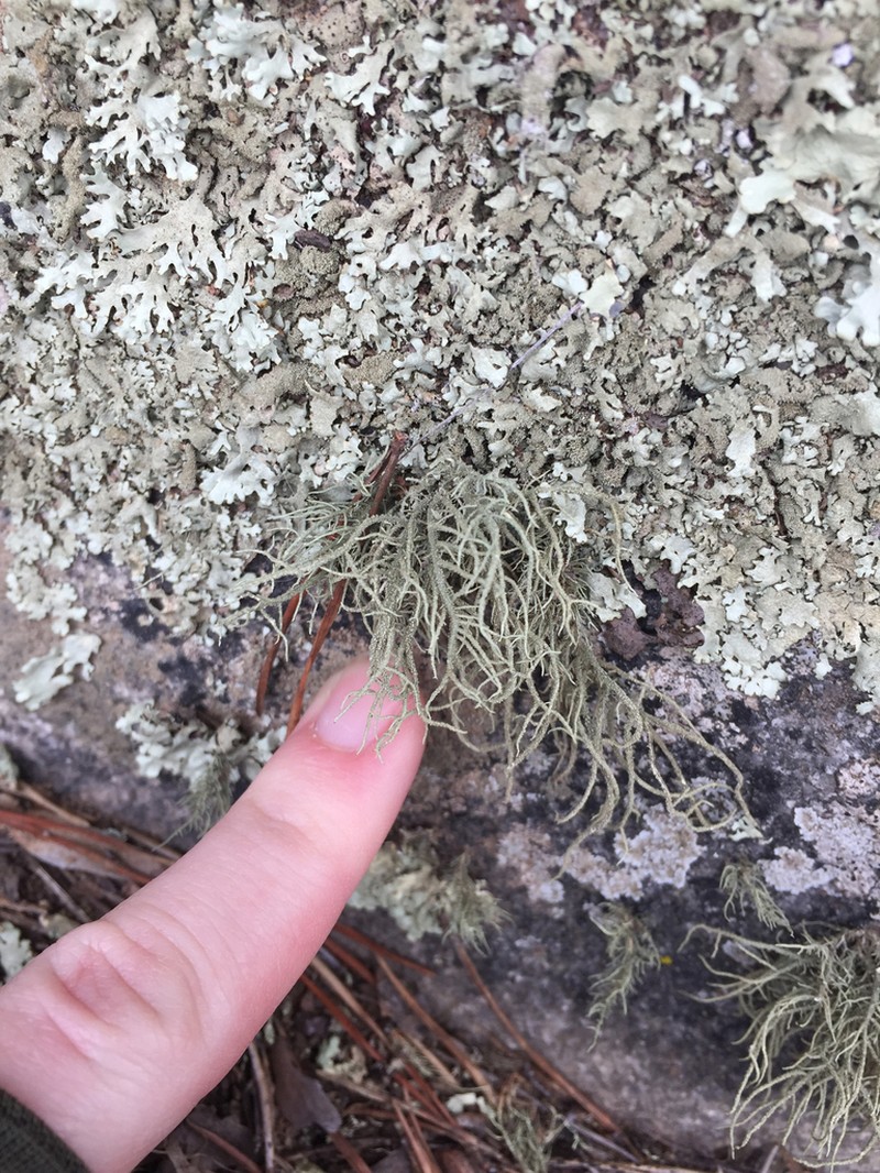 Usnea amblyoclada photo 2