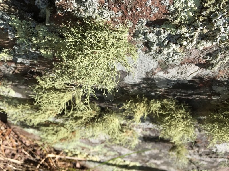 Usnea amblyoclada photo 3