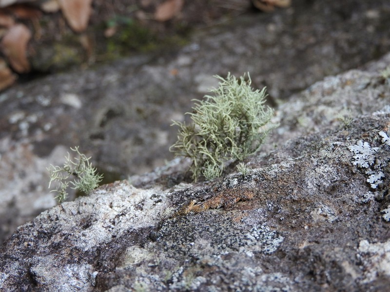 Usnea amblyoclada photo 4