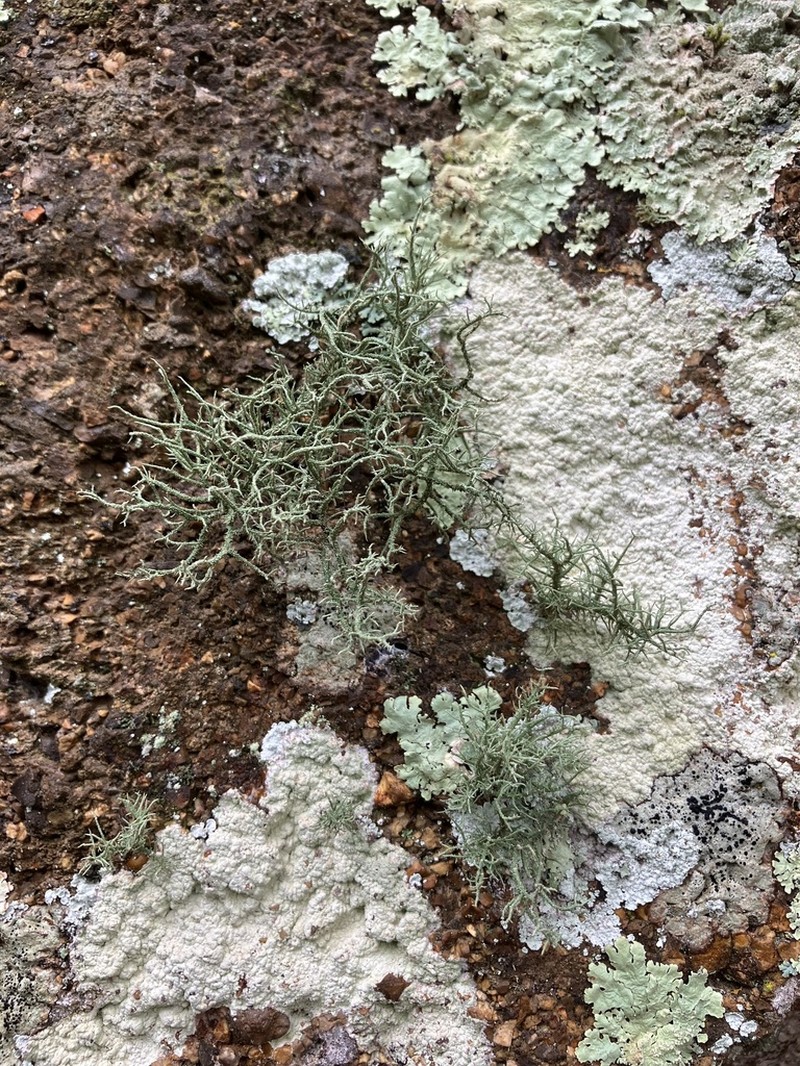 Usnea amblyoclada photo 5