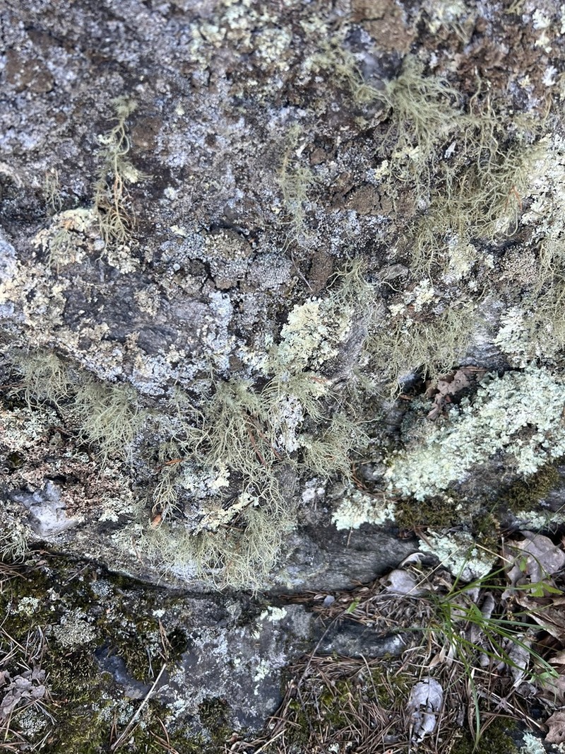 Usnea amblyoclada photo 6