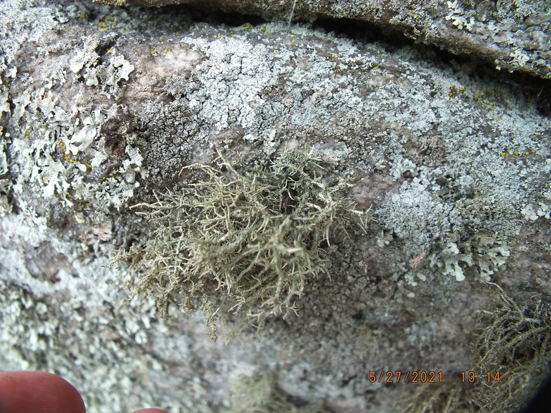 Usnea amblyoclada photo 7