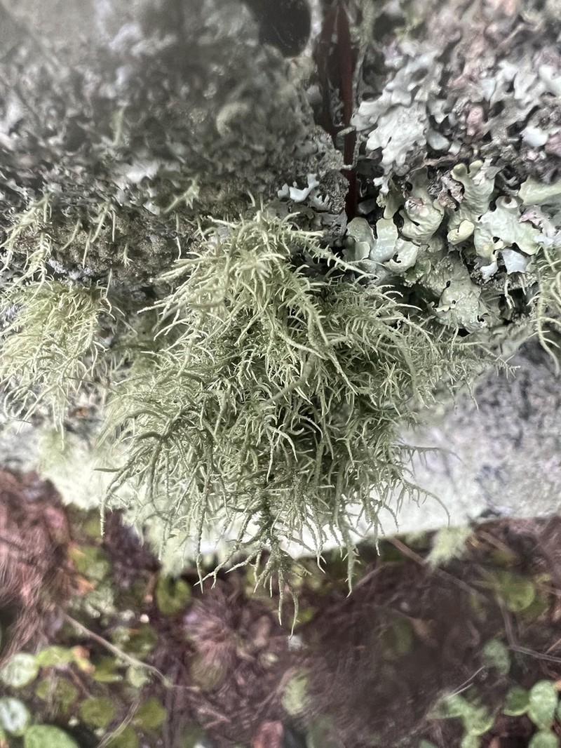 Usnea amblyoclada photo 8