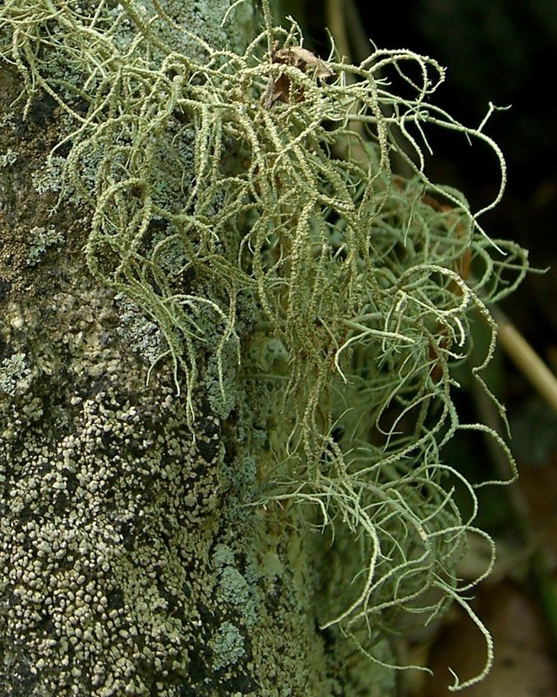 Usnea amblyoclada