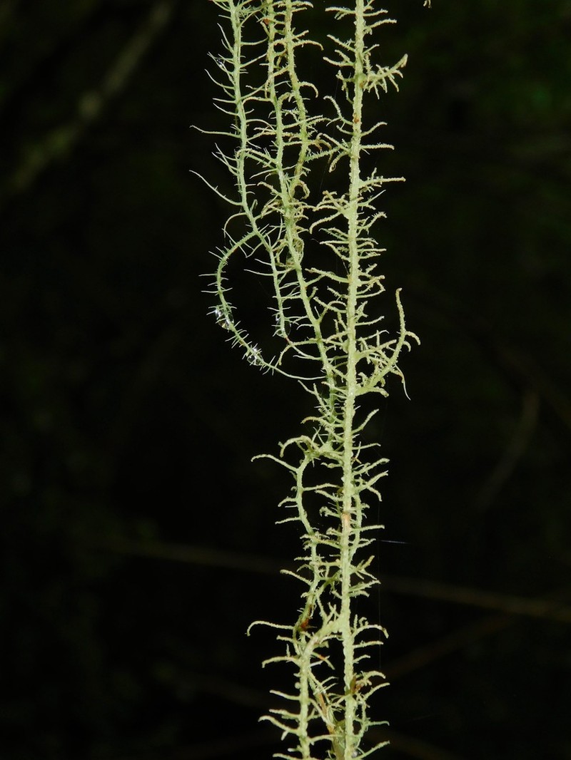 Beard Lichen